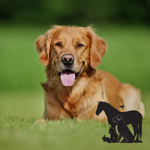 Pet Care Products